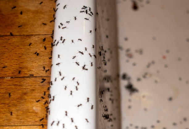 Best Affordable Pest Control Services  in Great Notch, NJ